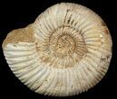 Perisphinctes Ammonite - Jurassic #46905-1